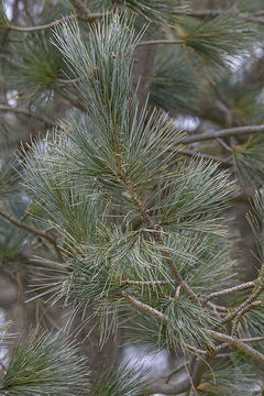 Image of Limber Pine