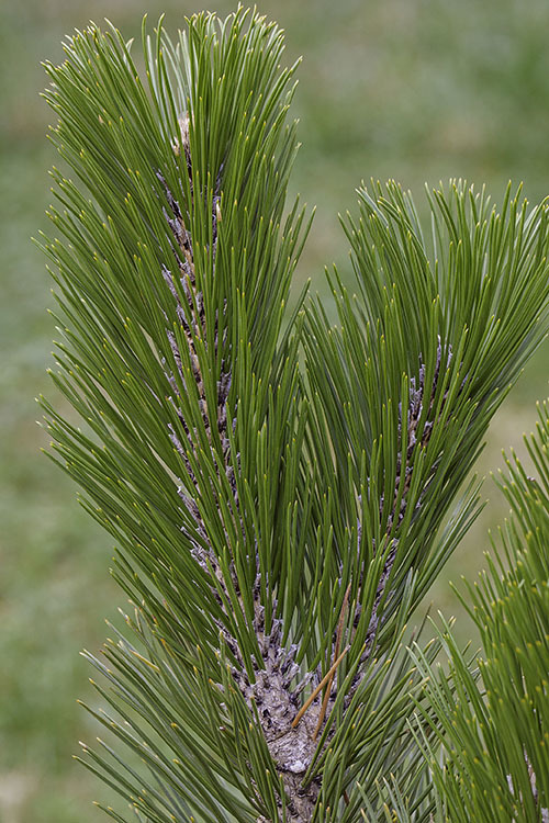 Image de Pin de Bosnie