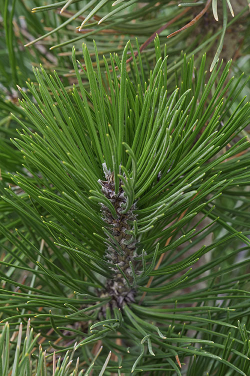 Image of Bosnian Pine