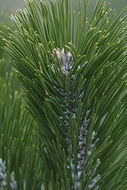 Image of Bosnian Pine