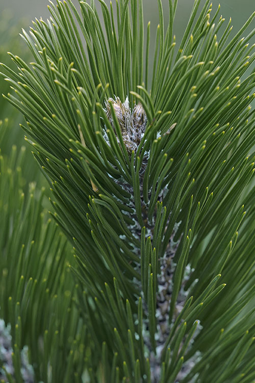 Image de Pin de Bosnie