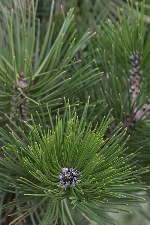 Image de Pin de Bosnie