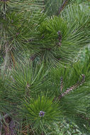 Image of Bosnian Pine