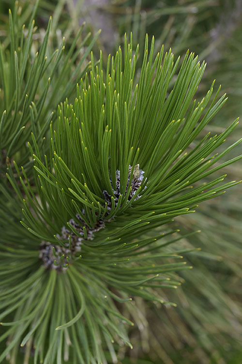 Image de Pin de Bosnie