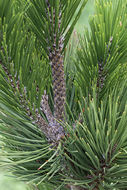 Image of Bosnian Pine