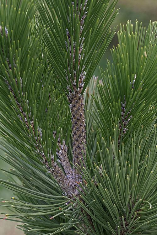 Image of Bosnian Pine