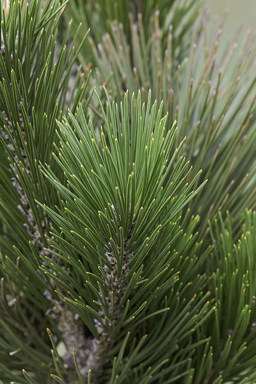 Image de Pin de Bosnie