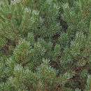 Imagem de Pinus mugo Turra