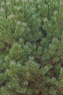 Image of Mountain Pine