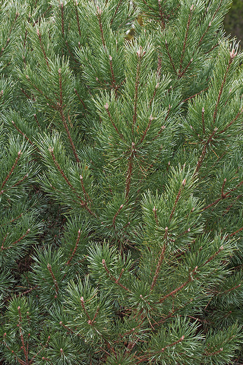 Image of Mountain Pine