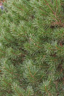 Image of Mountain Pine