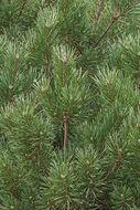 Image of Mountain Pine