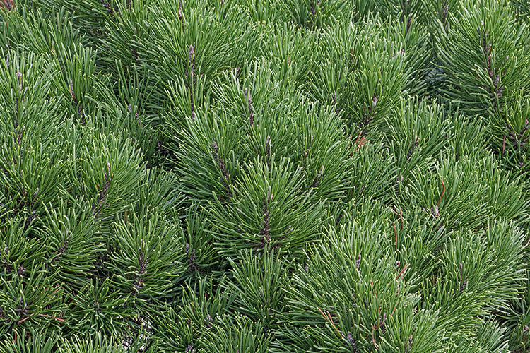 Image of Mountain Pine