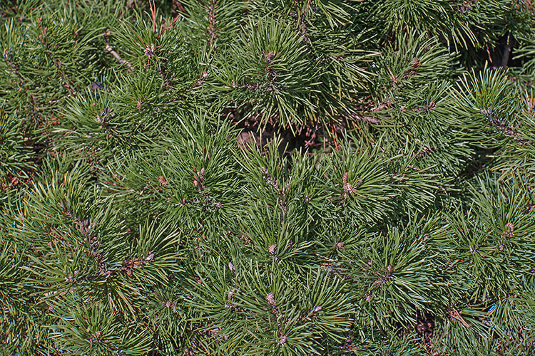 Image of Mountain Pine