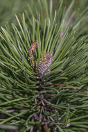 Image of Mountain Pine