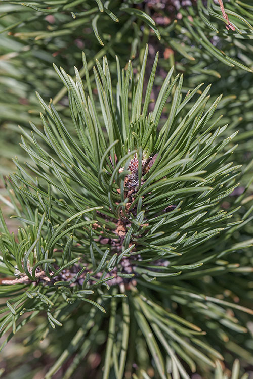 Image of Mountain Pine