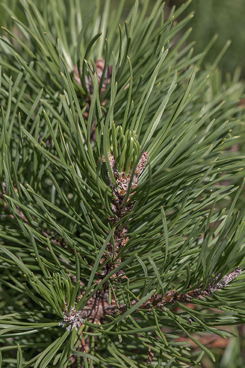 Image of Mountain Pine