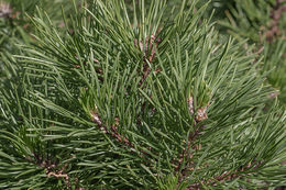 Image of Mountain Pine