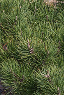 Image of Mountain Pine