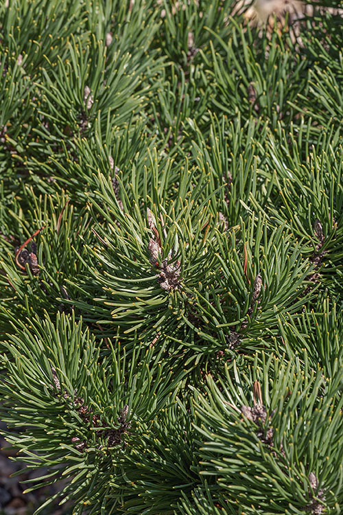 Image of Mountain Pine