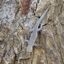 Lygodactylus chobiensis Fitzsimons 1932 resmi