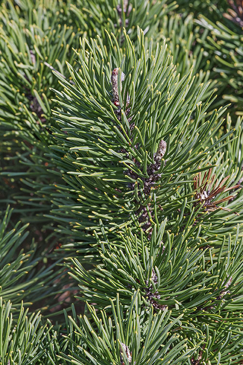 Image of Mountain Pine