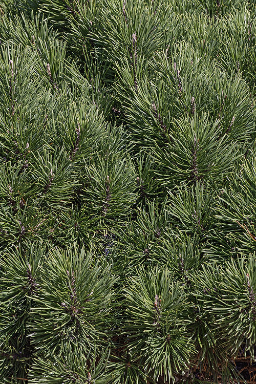 Image of Mountain Pine