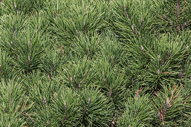 Image of Mountain Pine