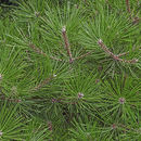 Image of <i>Pinus mugo</i> var. <i>pumilio</i>