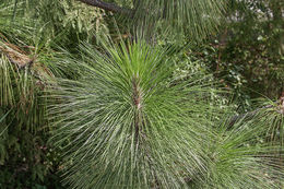 Pinus palustris Mill. resmi