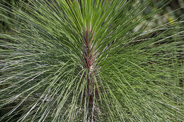 Pinus palustris Mill. resmi