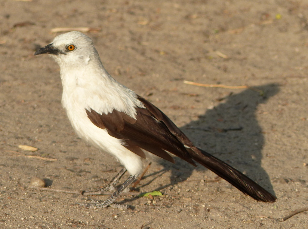 Image of Southern Pied Babbler