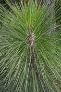 Pinus palustris Mill. resmi