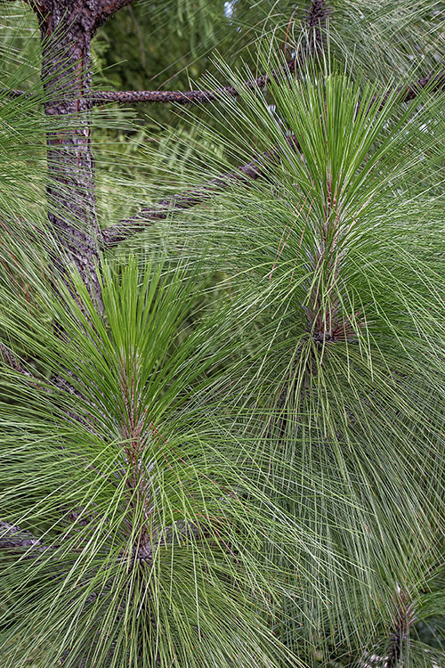 Pinus palustris Mill. resmi