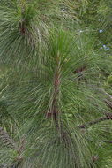 Pinus palustris Mill. resmi