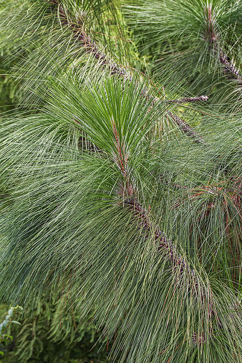 Pinus palustris Mill. resmi