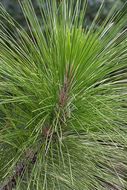 Pinus palustris Mill. resmi