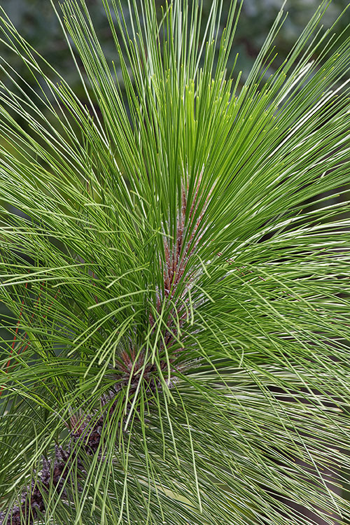 Pinus palustris Mill. resmi