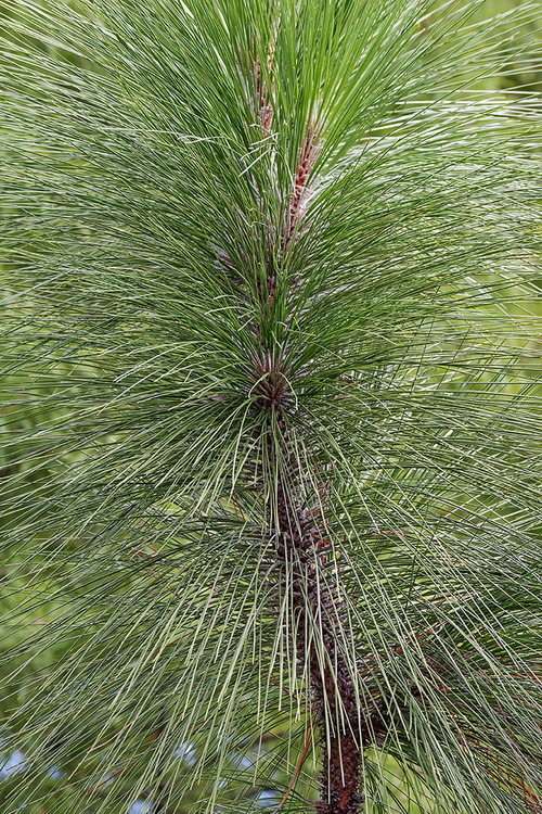 Pinus palustris Mill. resmi