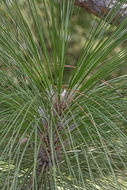 Pinus palustris Mill. resmi