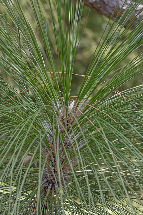 Pinus palustris Mill. resmi