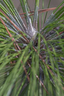 Pinus palustris Mill. resmi