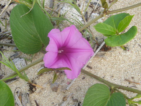 Ipomoea pes-caprae subsp. brasiliensis (L.) Ooststr. resmi