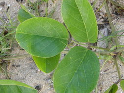 Ipomoea pes-caprae subsp. brasiliensis (L.) Ooststr. resmi