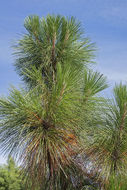 Pinus palustris Mill. resmi