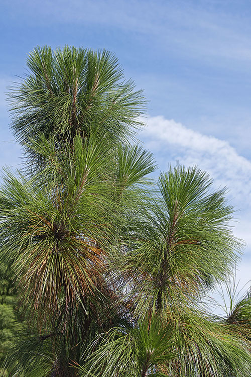 Pinus palustris Mill. resmi