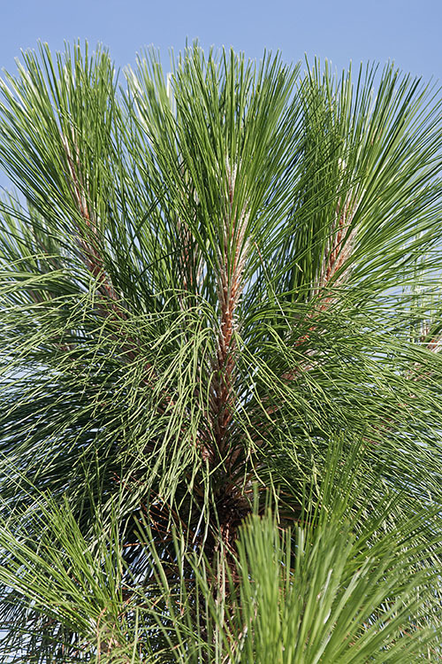 Pinus palustris Mill. resmi