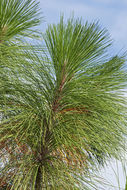 Pinus palustris Mill. resmi