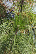 Pinus palustris Mill. resmi