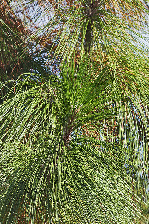 Pinus palustris Mill. resmi